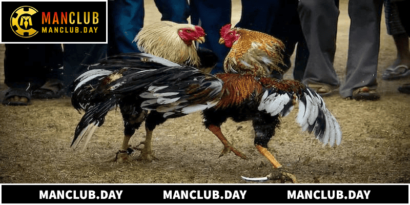 Ba cửa cược chính sở hữu đặc điểm trả thưởng riêng biệt