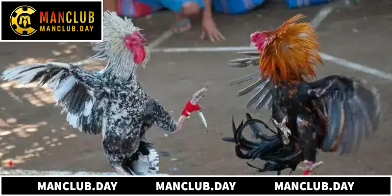 Ban tổ chức thực hiện phân loại chạng gà rất nghiêm ngặt