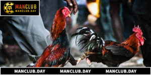 Luật Chơi Đá Gà Thomo Chi Tiết Cho Thành Viên Manclub