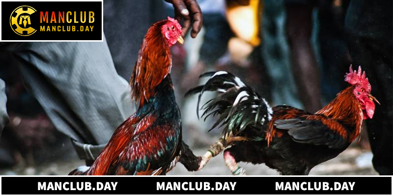 Luật Chơi Đá Gà Thomo Chi Tiết Cho Thành Viên Manclub